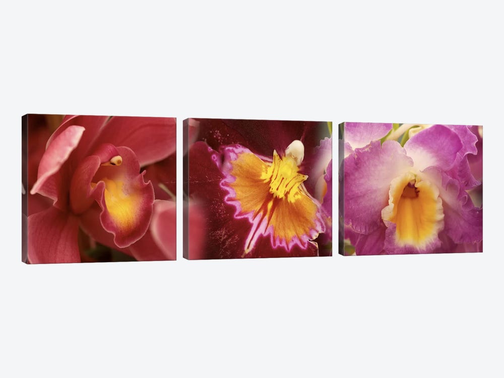 Details of red and violet Orchid flowers by Panoramic Images 3-piece Canvas Artwork
