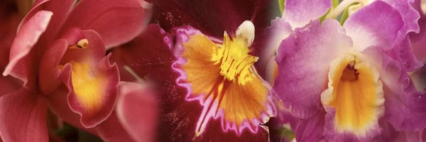 Orchids: Details of red and violet Orchid flowers by Panoramic Images