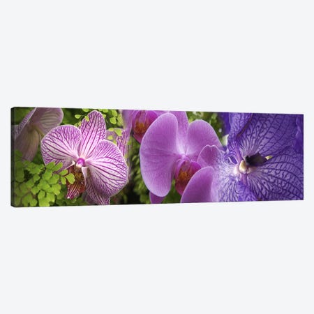 Details of violet orchid flowers Canvas Print #PIM10534} by Panoramic Images Art Print