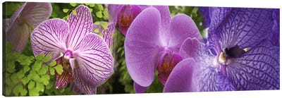 Details of violet orchid flowers Canvas Art Print - Orchid Art