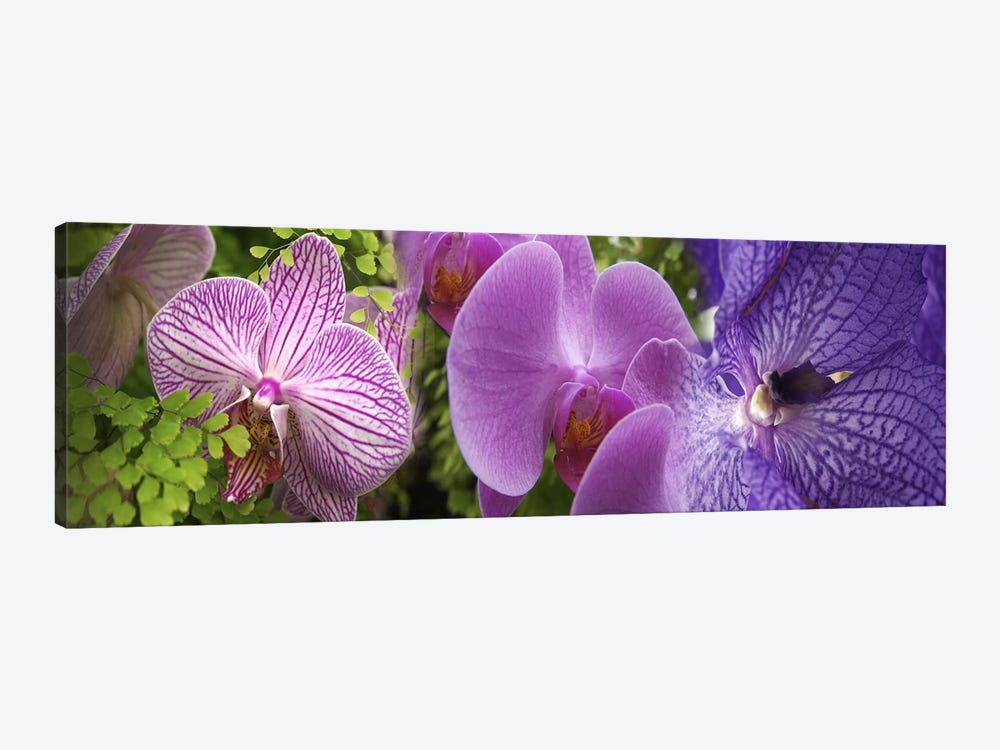 Details of violet orchid flowers by Panoramic Images 1-piece Canvas Art Print