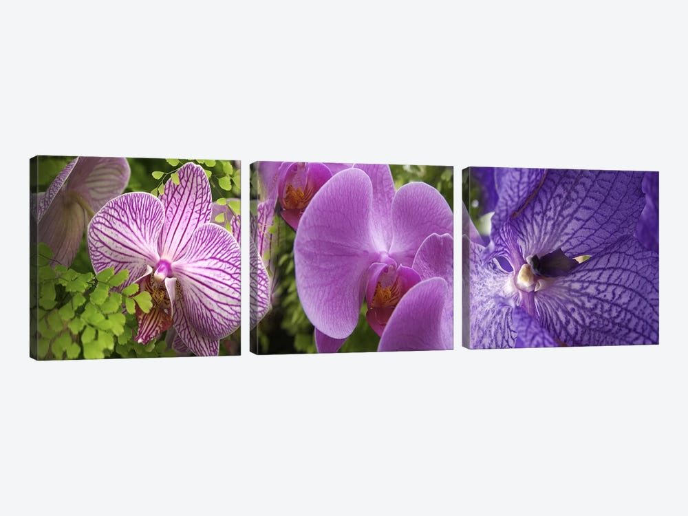 Details of violet orchid flowers by Panoramic Images 3-piece Canvas Art Print
