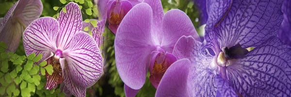 Orchids: Details of violet orchid flowers by Panoramic Images