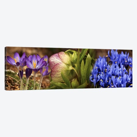 Details of Crocus flowers Canvas Print #PIM10535} by Panoramic Images Canvas Art Print