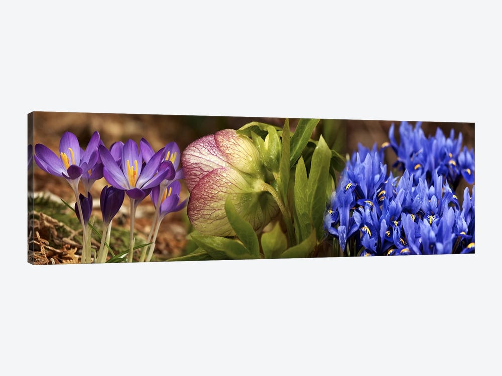 Details of Crocus flowers by Panoramic Images 1-piece Canvas Wall Art