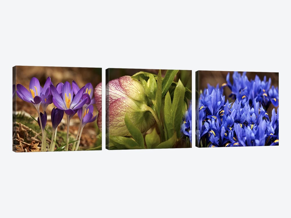 Details of Crocus flowers by Panoramic Images 3-piece Canvas Artwork