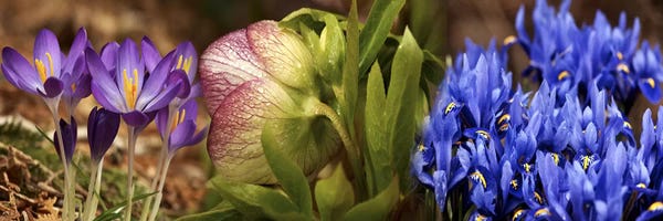Details of Crocus flowers