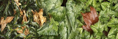 Details of green leaves by Panoramic Images canvas print