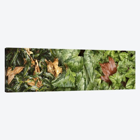 Details of green leaves Canvas Print #PIM10536} by Panoramic Images Canvas Art Print
