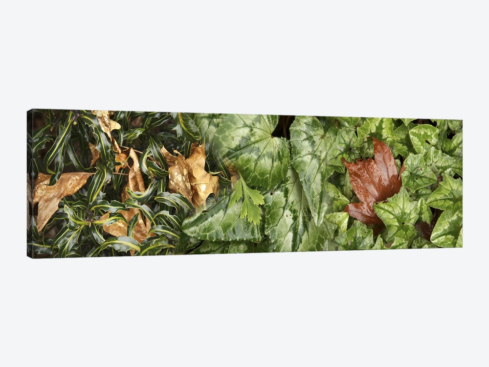 Details of green leaves by Panoramic Images 1-piece Art Print