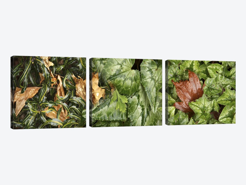 Details of green leaves by Panoramic Images 3-piece Art Print