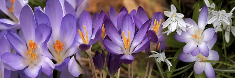 Details of flowers by Panoramic Images wall art