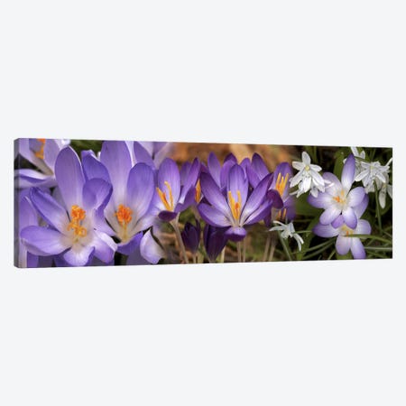 Details of flowers Canvas Print #PIM10537} by Panoramic Images Canvas Print