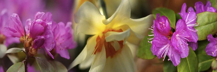 Details of flowers