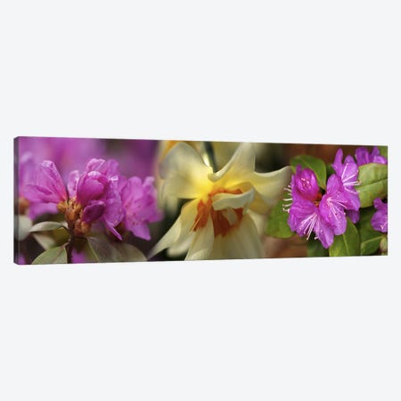 Details of flowers Canvas Print #PIM10538} by Panoramic Images Canvas Artwork