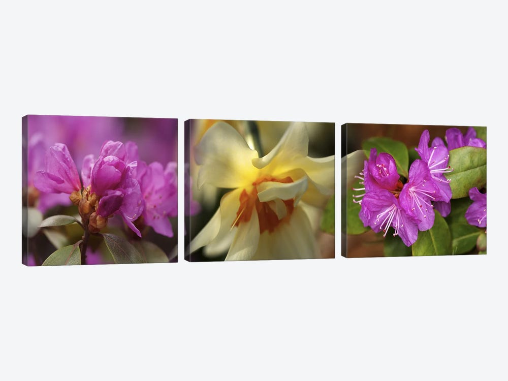 Details of flowers by Panoramic Images 3-piece Art Print