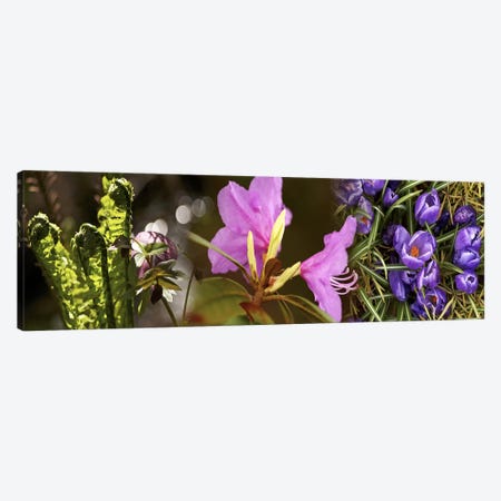 Details of early spring & crocus flowers Canvas Print #PIM10539} by Panoramic Images Canvas Wall Art