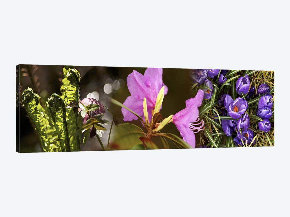 Details of early spring & crocus flowers by Panoramic Images 1-piece Canvas Artwork