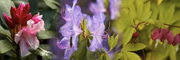 Details of bright colors flowers