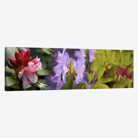 Details of bright colors flowers Canvas Print #PIM10540} by Panoramic Images Canvas Print