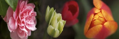 Details of colorful tulip flowers by Panoramic Images multi panel art