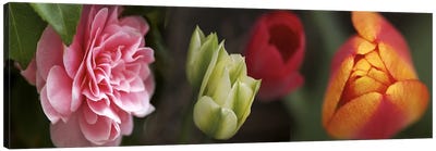 Details of colorful tulip flowers Canvas Art Print - Tulip Art