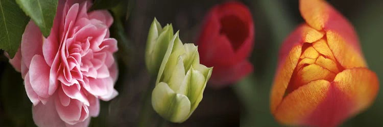 Details of colorful tulip flowers