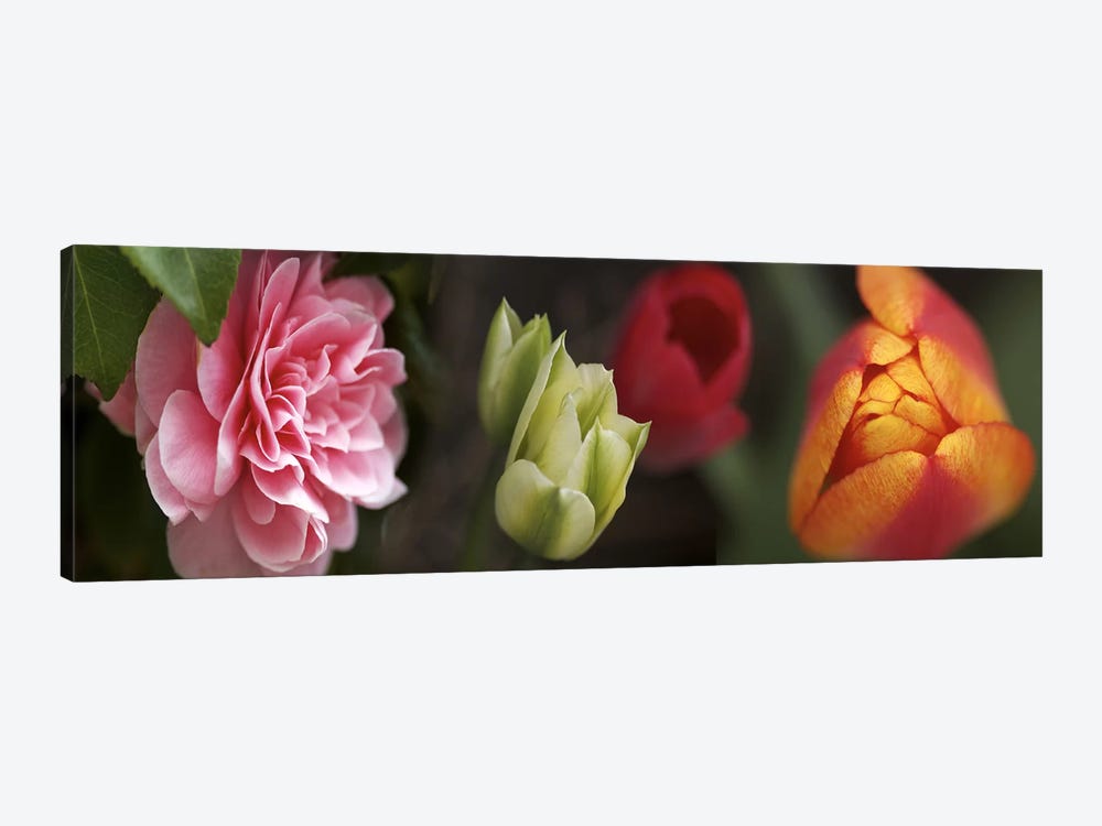 Details of colorful tulip flowers by Panoramic Images 1-piece Art Print