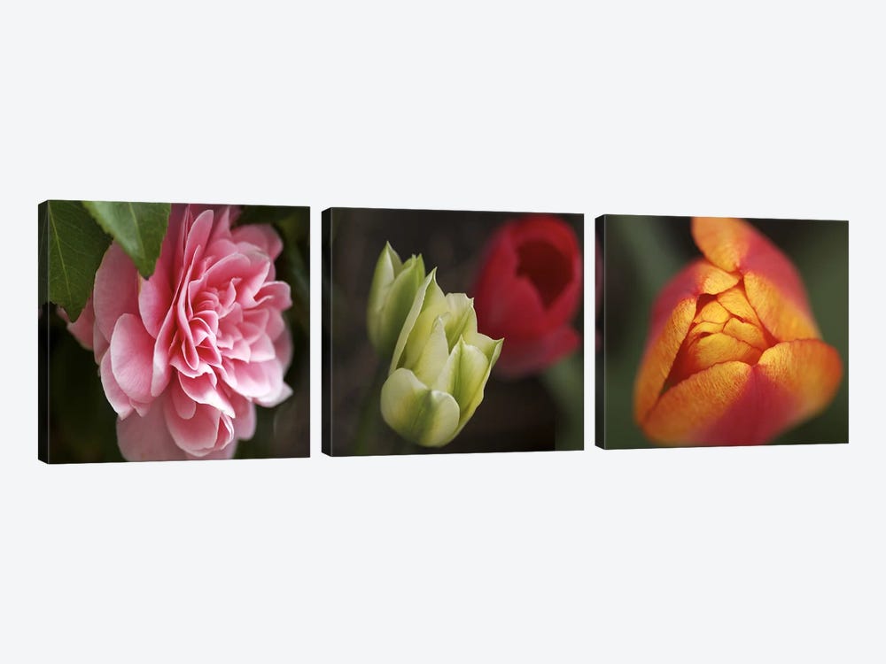 Details of colorful tulip flowers by Panoramic Images 3-piece Canvas Art Print