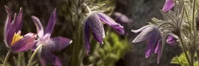 Details of purple furry flowers by Panoramic Images multi panel art