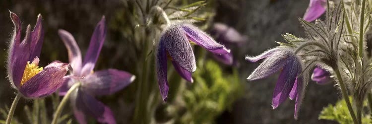 Details of purple furry flowers