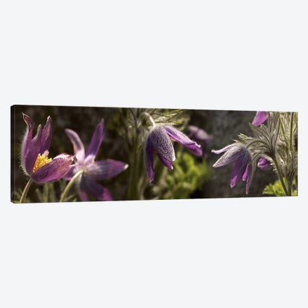 Details of purple furry flowers Canvas Print #PIM10542} by Panoramic Images Art Print