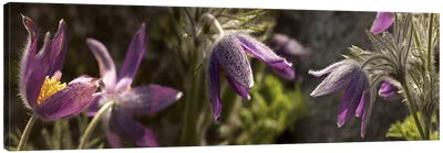 Details of purple furry flowers Canvas Art Print - Pantone Ultra Violet 2018