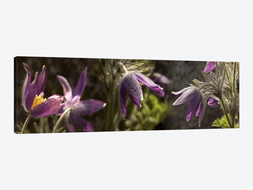 Details of purple furry flowers by Panoramic Images 1-piece Canvas Wall Art