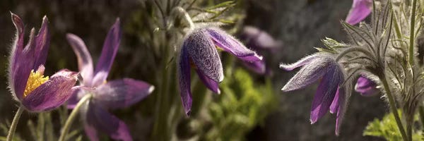 Ultra Earthy: Details of purple furry flowers by Panoramic Images