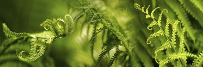 Close-up of multiple images of ferns by Panoramic Images canvas print