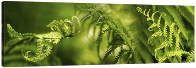 Close-up of multiple images of ferns Canvas Art Print - Green Leaves 