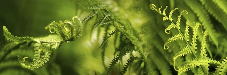 Close-up of multiple images of ferns