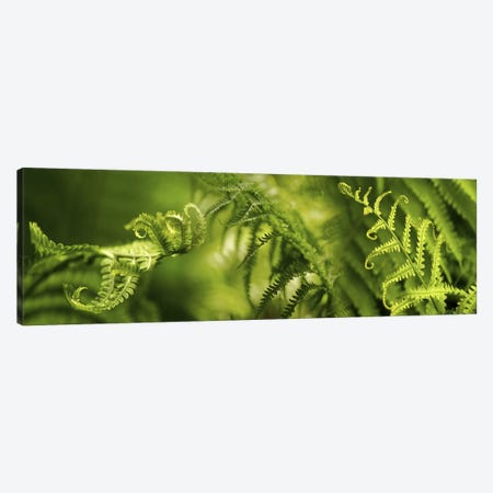 Close-up of multiple images of ferns Canvas Print #PIM10543} by Panoramic Images Canvas Art Print