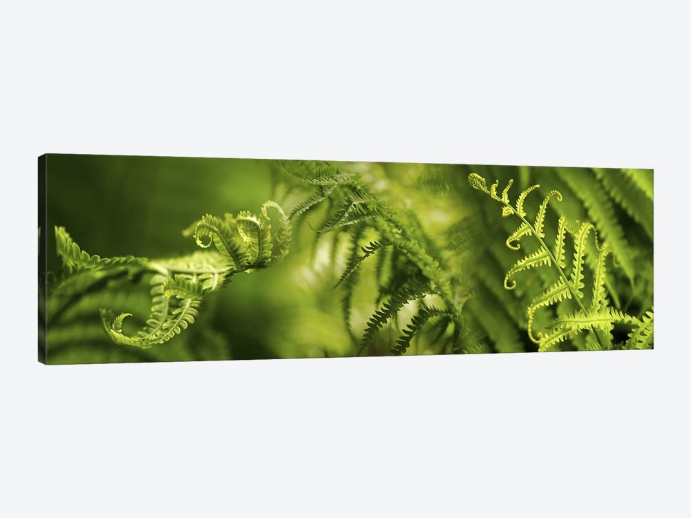 Close-up of multiple images of ferns by Panoramic Images 1-piece Canvas Print