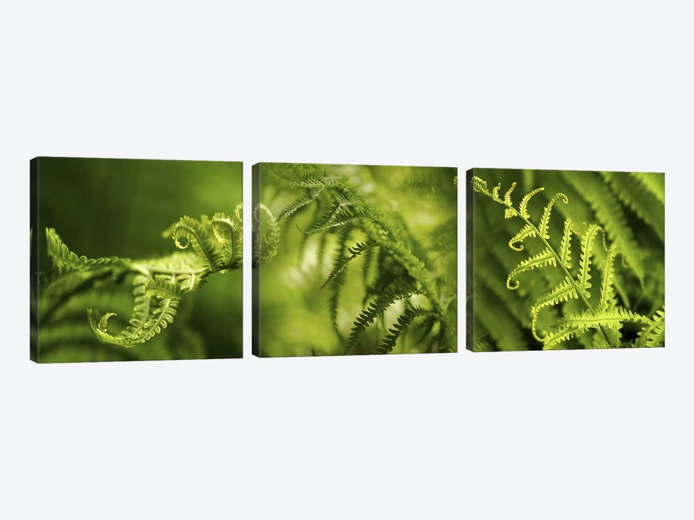 Close-up of multiple images of ferns by Panoramic Images 3-piece Canvas Print