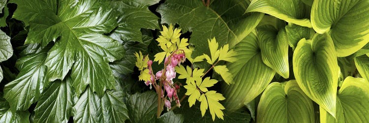 Details of luscious leaves by Panoramic Images wall art