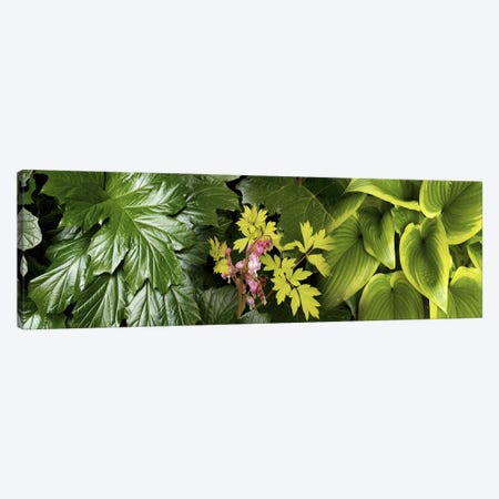 Details of luscious leaves Canvas Print #PIM10544} by Panoramic Images Canvas Wall Art