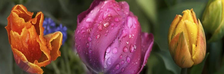 Details of colorful tulip flowers