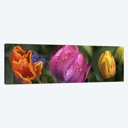 Details of colorful tulip flowers Canvas Print #PIM10545} by Panoramic Images Canvas Wall Art