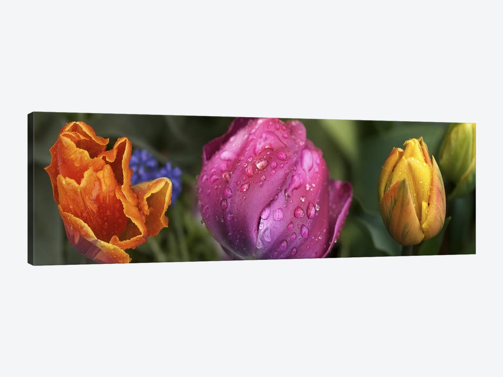 Details of colorful tulip flowers by Panoramic Images 1-piece Canvas Art Print