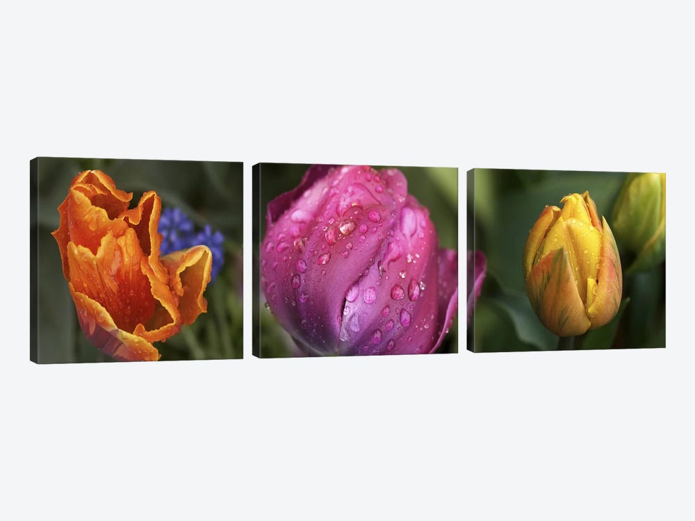 Details of colorful tulip flowers by Panoramic Images 3-piece Canvas Print