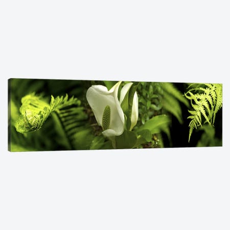 Close-up of flowers & leaves Canvas Print #PIM10546} by Panoramic Images Canvas Wall Art
