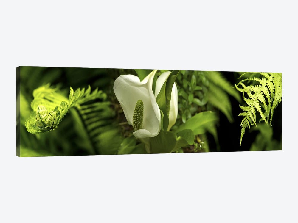Close-up of flowers & leaves by Panoramic Images 1-piece Canvas Art