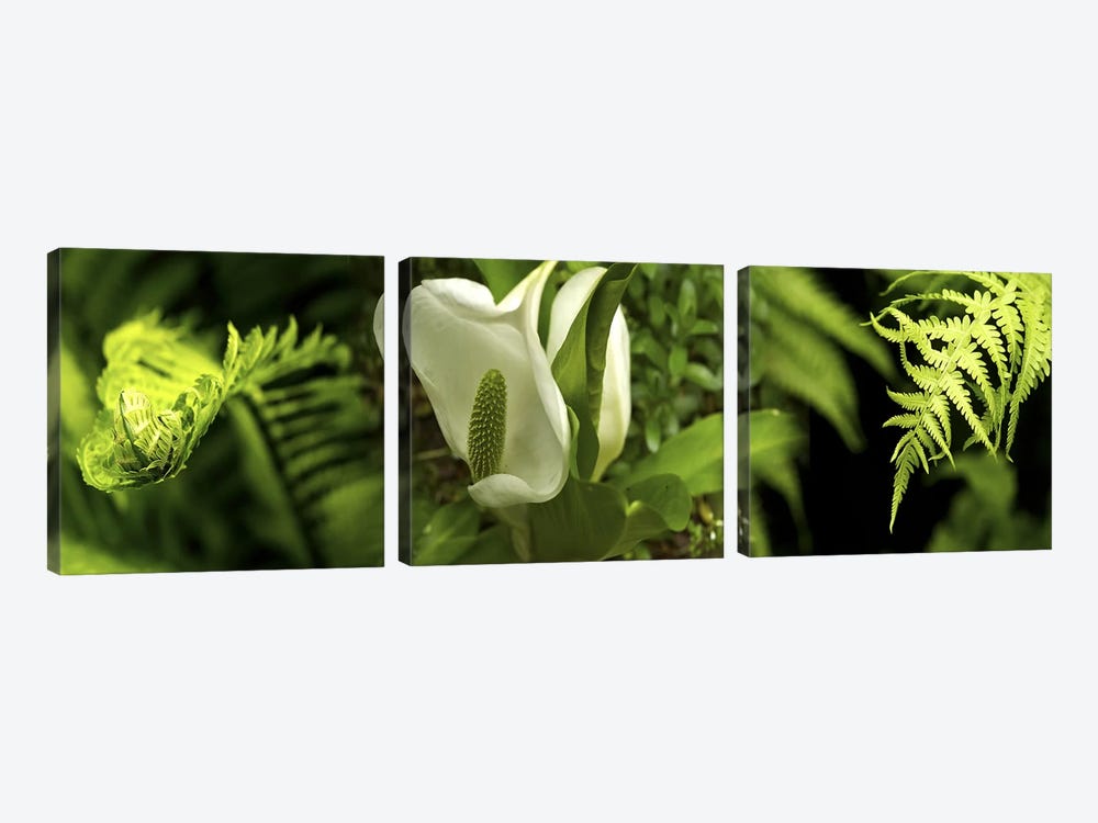 Close-up of flowers & leaves by Panoramic Images 3-piece Canvas Wall Art